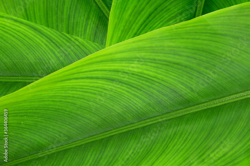 Closeup beautiful green tropical leaves, nature background