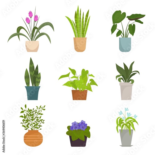 Home plants in pots set. Color collection indoor flowers bright purple petals green round leaves elongated pink buds with arrows symbol decorative botanical decoration. Vector flat flora.