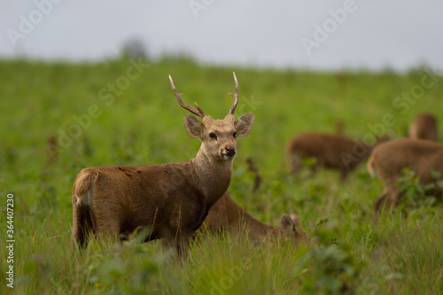 Male Hog Deer at Tungkamung, Phu Khieo Wildlife Sanctuary, Chaiyaphom province, Thailand. photo