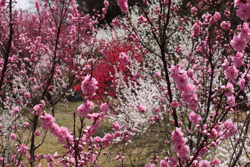 Wallpaper Mural 花桃 Torontodigital.ca
