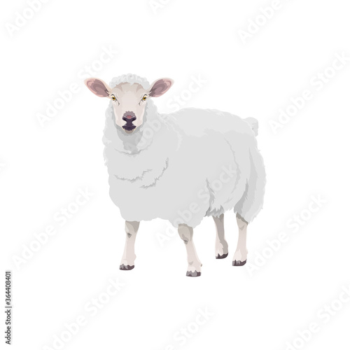 Sheep farm animal cattle icon  lamb livestock and mutton meat food product symbol. Cartoon isolated lamb sheep  butcher shop and farm market animal sign