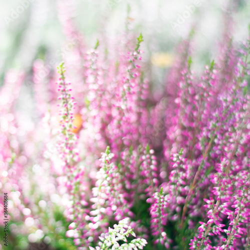 Square pastel toned picture of blurred erica flowers in bright sunlight with sparkles of bokeh effect. Blossoming tiny heather flowers