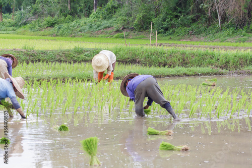 rice farmer in rice field