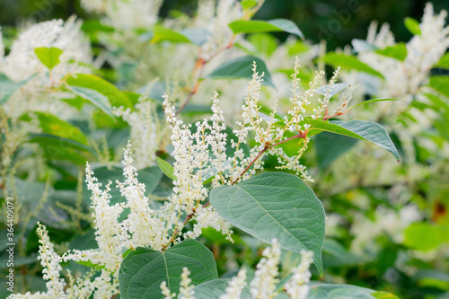 Branch of giant knotweed or Sakhalin knotweed (Reynoutria sachalinensis) with tiny white flowers