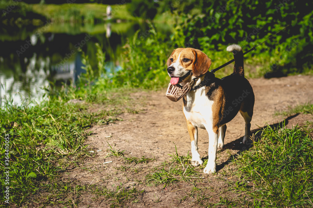 Portrait of cute beagle dog in a summer nature.