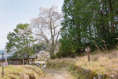 Between Mizunomi-oji and Fushiogami-oji on Kumano Kodo (Nakahechi Route) in Tanabe, Wakayama, Japan. It is part of the UNESCO World Heritage Site.
