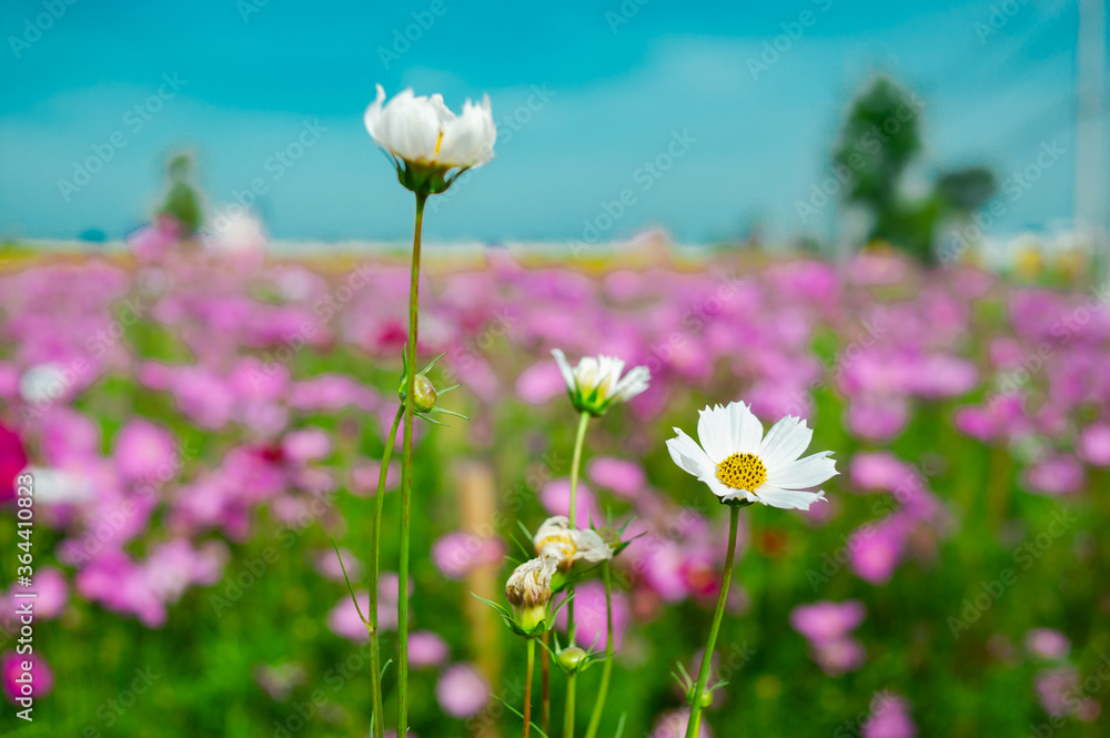 Cosmos flower field in many colors, beautiful and refreshing. Cosmos flower field in many colors, beautiful and refreshing.