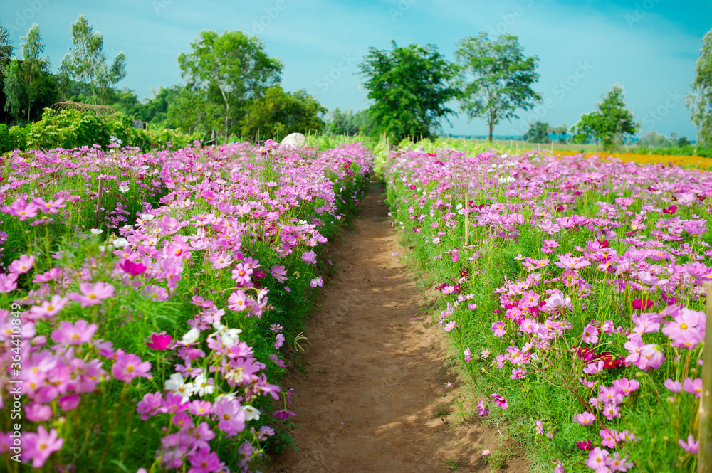 Cosmos flower field in many colors, beautiful and refreshing. Cosmos flower field in many colors, beautiful and refreshing.
