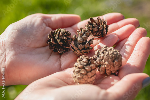 Girl holds fir cones in her hands.
