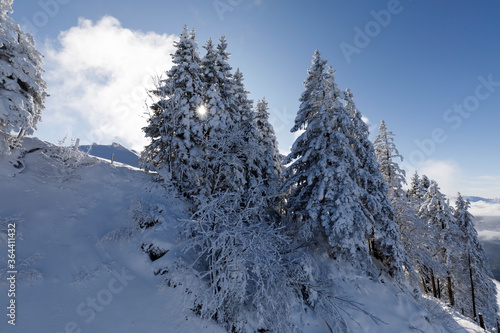 Freshly snow-covered fir trees with the sun shining through the branches, Rotenflue, Canton Schwyz © Fredy Thürig