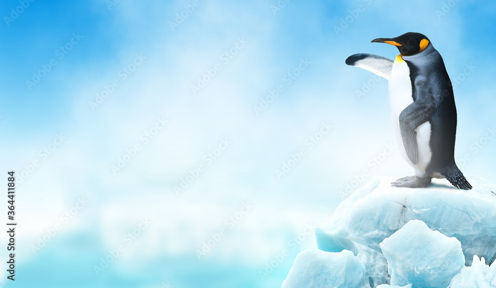 King penguin in an iceberg pointing its flipper wing to empty space - obrazy, fototapety, plakaty 