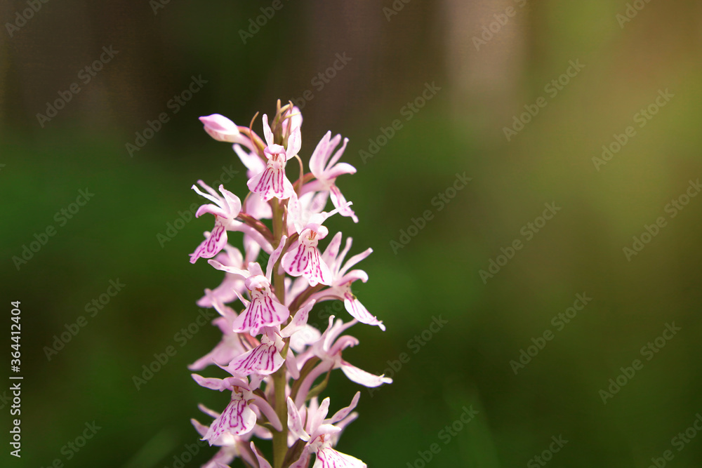 Purple flower on a background of natural vegetation, macro. Mysterious wild plant of European forests. Purple flower on a background of natural vegetation, macro. Mysterious wild plant of European forests.