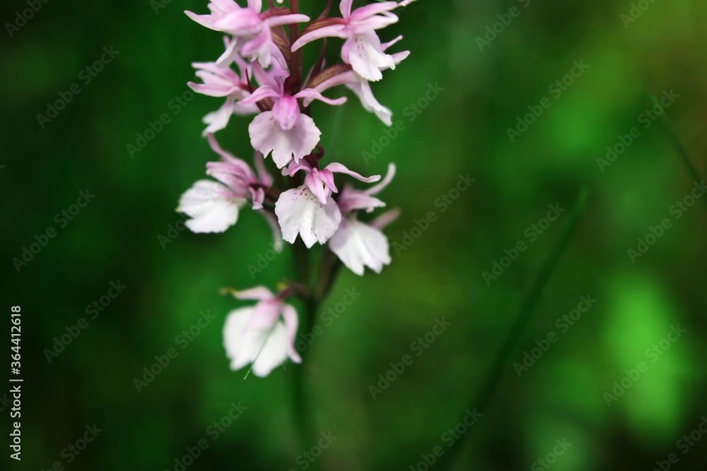 Purple flower on a background of natural vegetation, macro. Mysterious wild plant of European forests. Purple flower on a background of natural vegetation, macro. Mysterious wild plant of European forests.