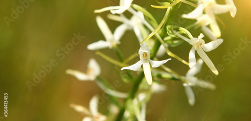 Canvas Print White flower on a green meadow, close-up