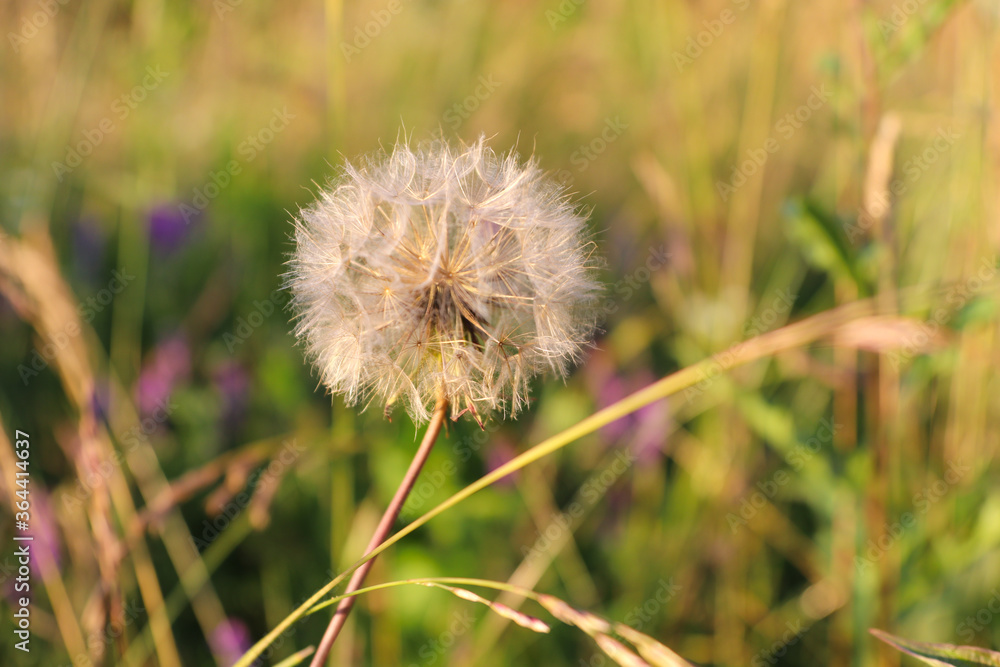 Dandelion in a summer meadow on a background of green grass in the summer.  Shallow depth of field, blurred background.