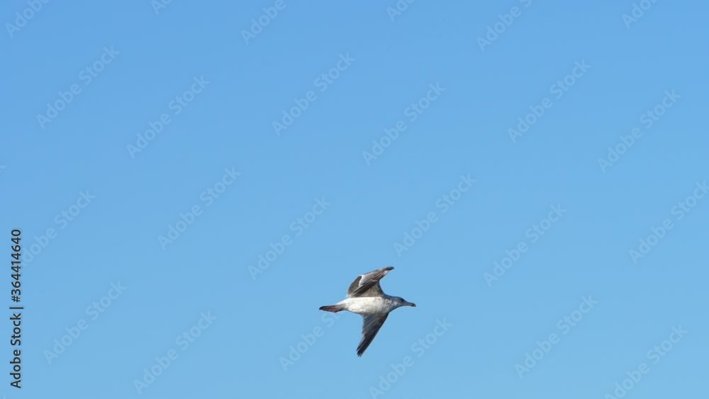 A Flying Juvenile Seagull Landing To The Beautiful Blue Lake In Norway - trucking slowmo shot A Flying Juvenile Seagull Landing To The Beautiful Blue Lake In Norway - trucking slowmo shot