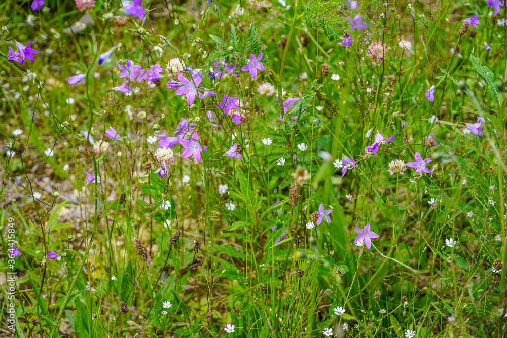 Fototapeta premium Blumenwiese mit Wiesenkräutern