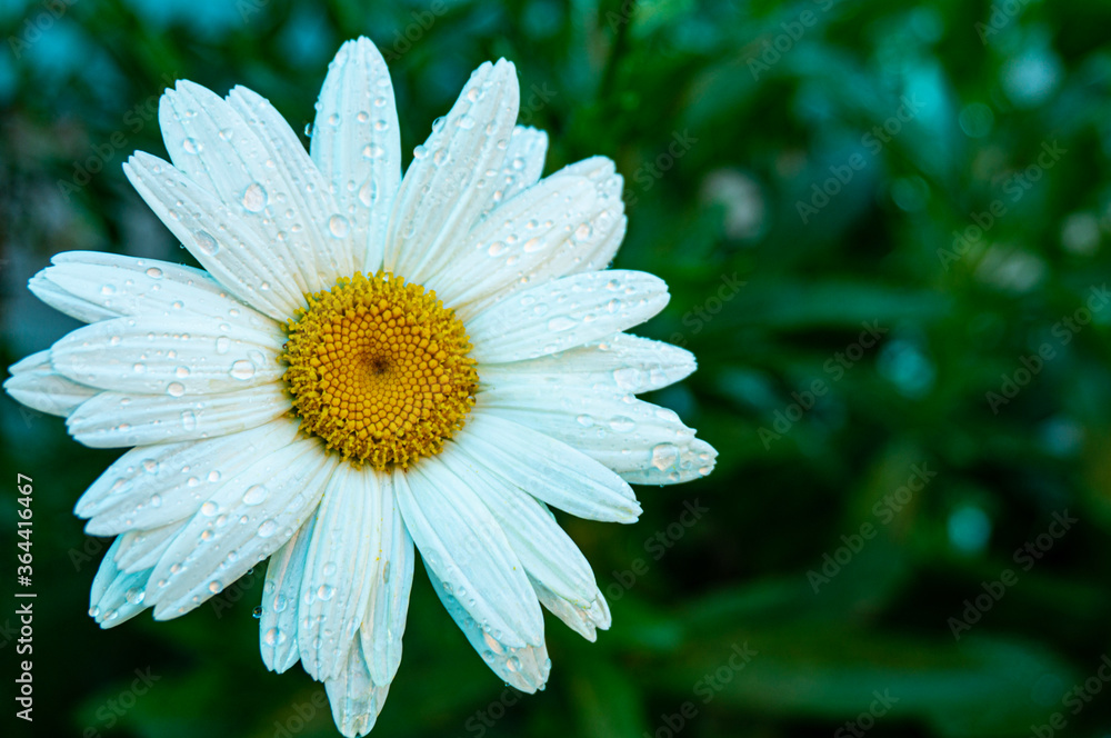 Fototapeta premium Daisy flower in the dew