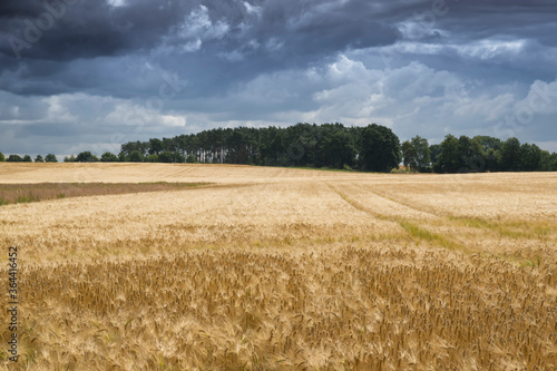 wheat field and stormy sky