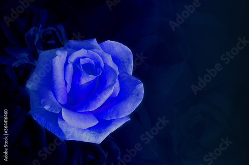 Close up beautiful blue rose on blue background wallpaper nature copy space