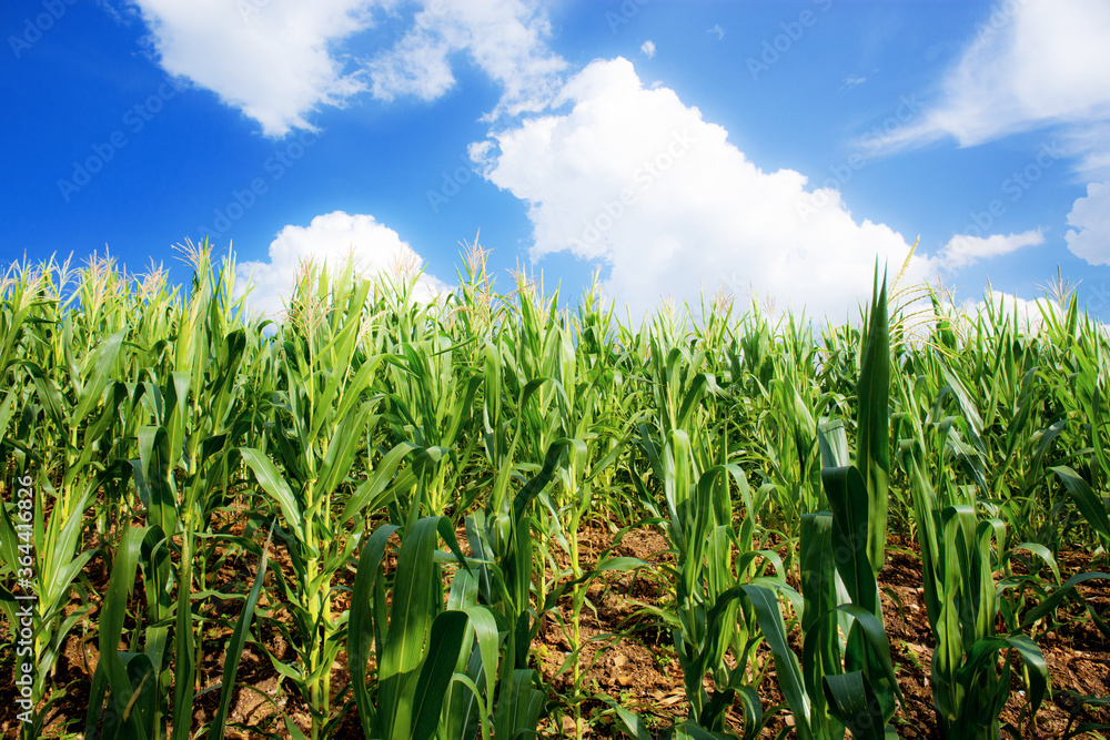 Corn field with blue sky. Corn field with blue sky.