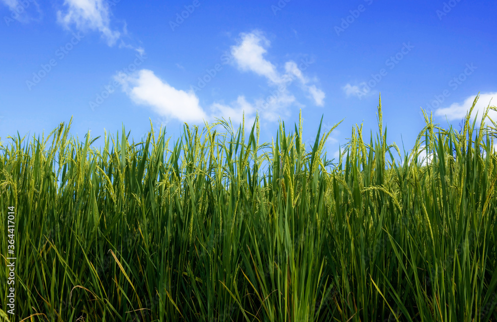 Green rice with blue sky.