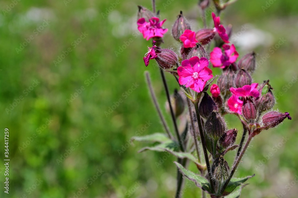 Silene dioica (Melandrium rubrum), known also as red campion or red catchfly. Herbaceous flowering plant in the family Caryophyllaceae Silene dioica (Melandrium rubrum), known also as red campion or red catchfly. Herbaceous flowering plant in the family Caryophyllaceae