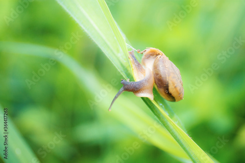 Slugs on grass in fields.