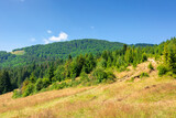 grassy meadows of mountainous scenery in summer. idyllic mountain landscape on a sunny day. beech and spruce forests around