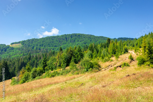 grassy meadows of mountainous scenery in summer. idyllic mountain landscape on a sunny day. beech and spruce forests around © Pellinni
