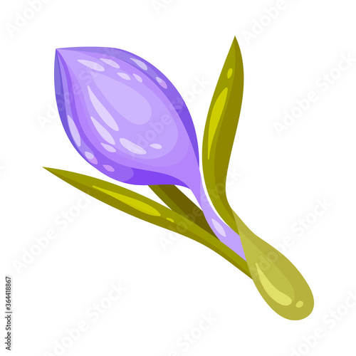 Purple Crocus Flower on Stalk Isolated on White Background Vector Illustration