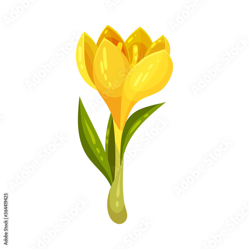 Yellow Crocus Flower on Stalk Isolated on White Background Vector Illustration
