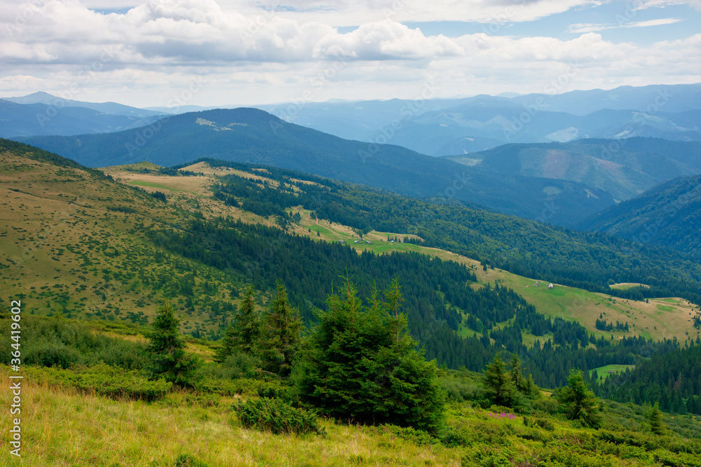 summer landscape of valley in mountains. trees and green meadows on rolling hills. black ridge in the distance. beautiful nature of carpathians. cloudy sky