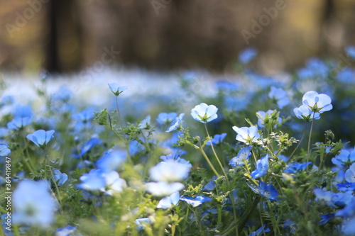 Nemophila flower field in the park ,japan,tokyo