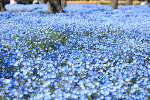 Nemophila flower field in the park ,japan,tokyo