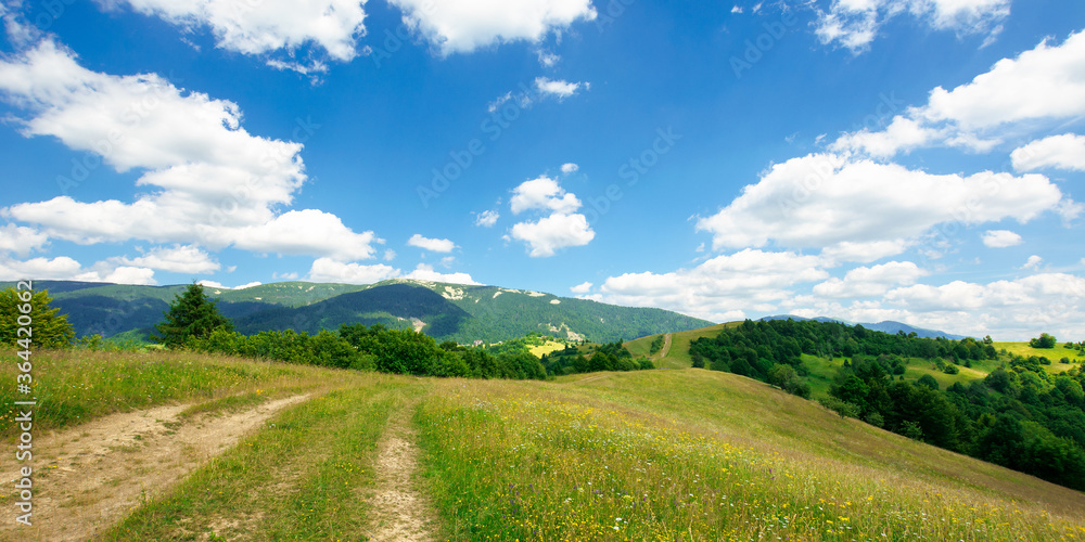 path through the meadow in mountains. sunny summer landscape of carpathian countryside. white fluffy clouds on the blue sky