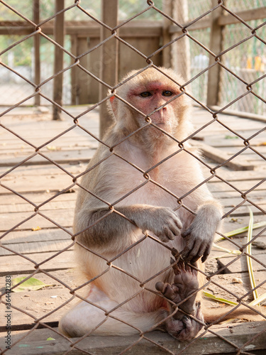 Monkey lock up behind metal cage. Animal right concept © PixHound