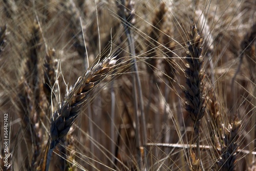 wheat field summertime detail gold