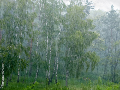 Heavy rain and wind in the birch forest  background