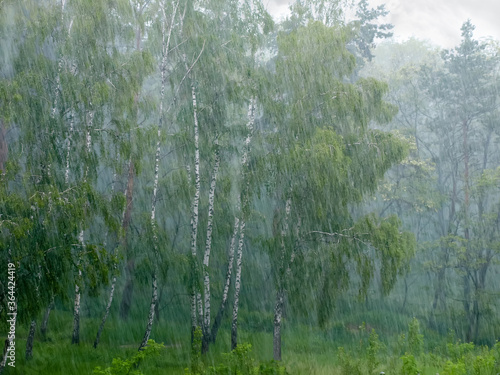 Heavy rain and wind in the birch forest, background