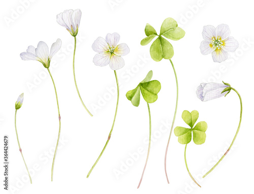 A set of watercolor elements for your design. Tender spring forest white flowers on stems with green leaves on a white background.
