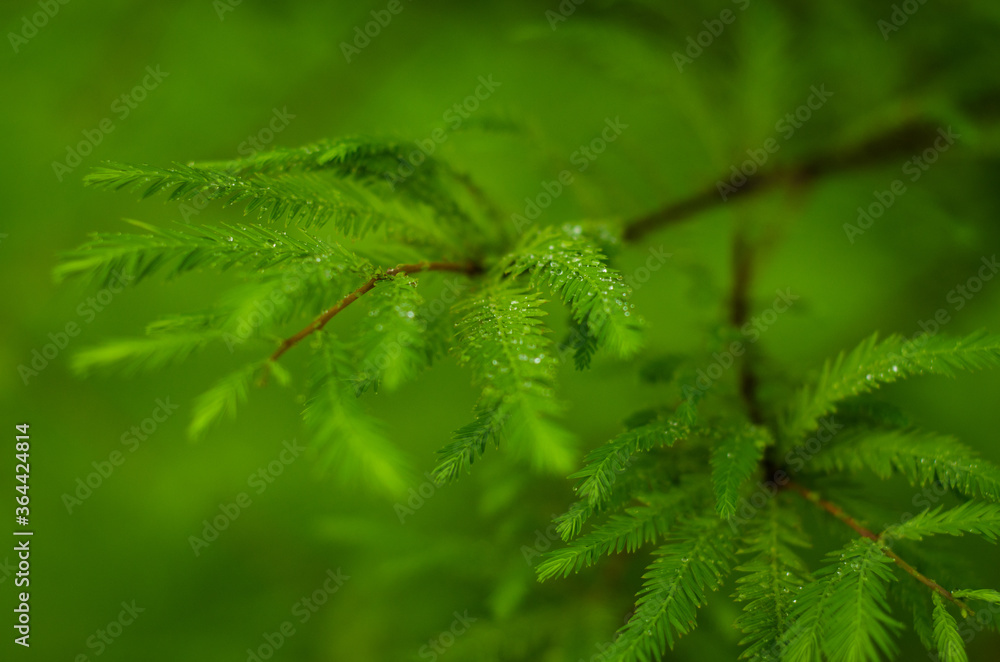 close up of fern