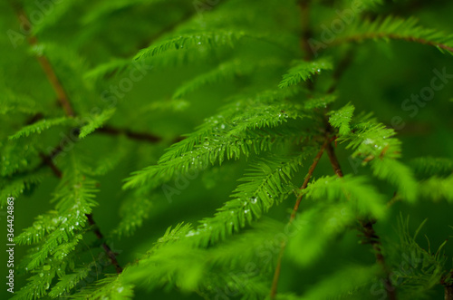 close up of fir tree