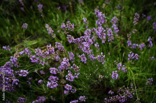 field of lavender