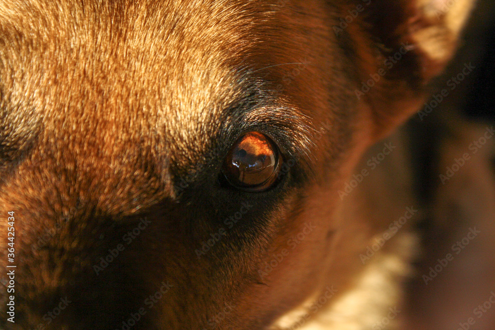 custom made wallpaper toronto digitalLoving Eyes