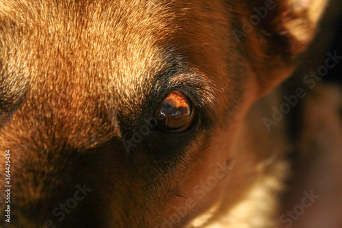 Wallpaper Mural Loving Eyes Torontodigital.ca