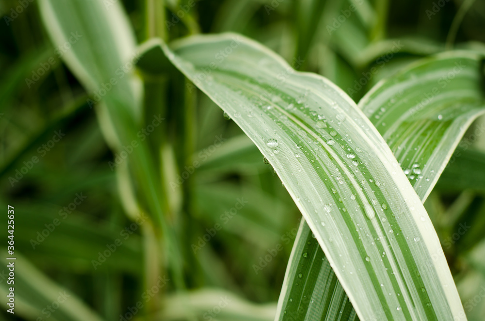 Fototapeta premium green grass with dew drops