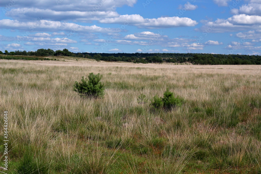 Heath or heatherfield in the Netherlands near small village Kootwijk in nature area The Veluwe. With white cumulus clouds. Heath or heatherfield in the Netherlands near small village Kootwijk in nature area The Veluwe. With white cumulus clouds.