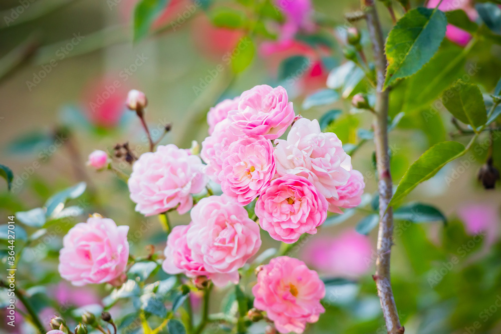 Beautiful pink roses flower in the garden