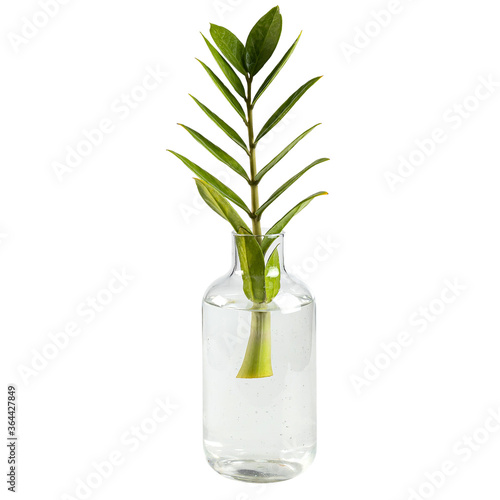 Zanzibar Gem tree in clear glass bottle  Air purifier tree for planting in the house isolated on white background. with clipping paths.